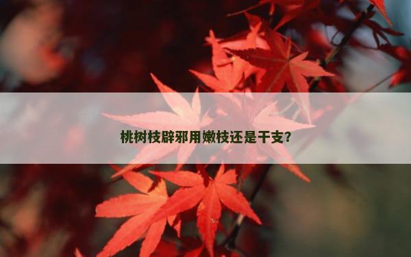桃树枝辟邪用嫩枝还是干支？
