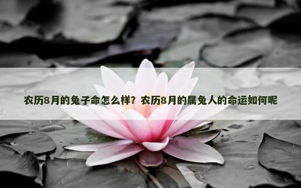 农历8月的兔子命怎么样？农历8月的属兔人的命运如何呢