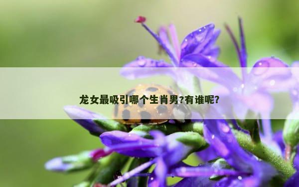 龙女最吸引哪个生肖男?有谁呢？