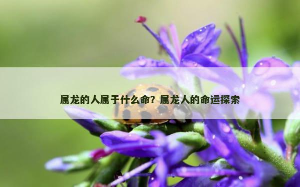 属龙的人属于什么命？属龙人的命运探索