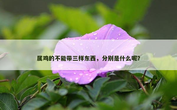 属鸡的不能带三样东西，分别是什么呢？
