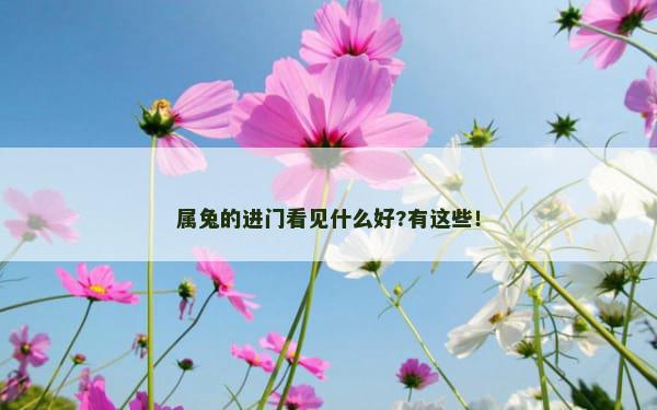 属兔的进门看见什么好?有这些！