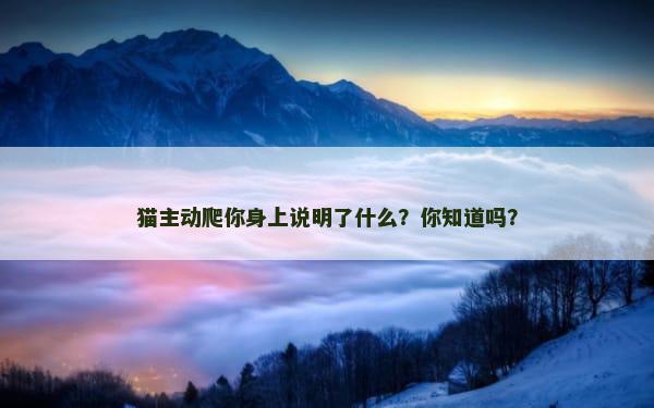 猫主动爬你身上说明了什么？你知道吗？