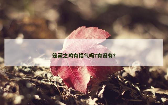 笼藏之鸡有福气吗?有没有？
