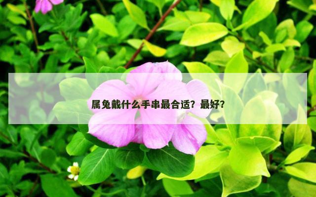 属兔戴什么手串最合适？最好？