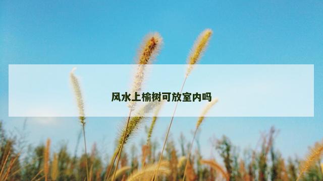 风水上榆树可放室内吗