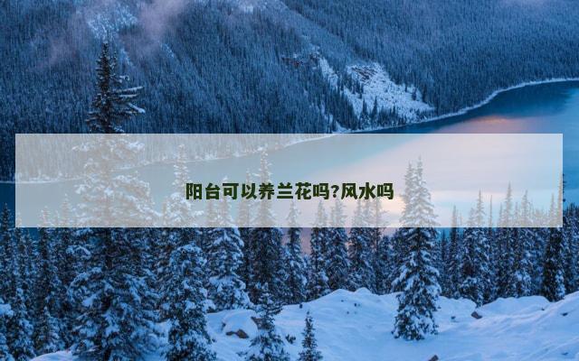 阳台可以养兰花吗?风水吗