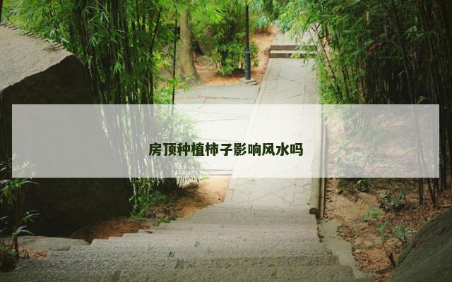 房顶种植柿子影响风水吗