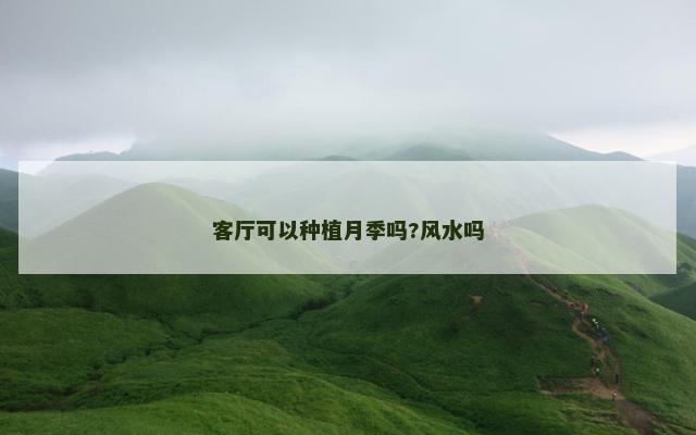 客厅可以种植月季吗?风水吗