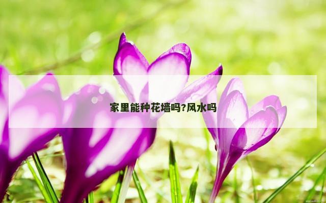 家里能种花墙吗?风水吗