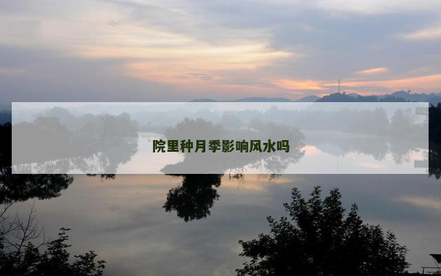 院里种月季影响风水吗