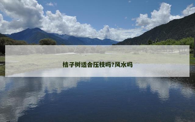 桔子树适合压枝吗?风水吗
