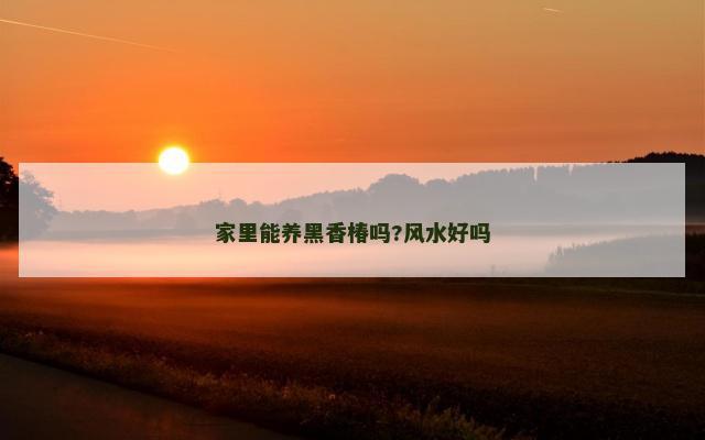 家里能养黑香椿吗?风水好吗