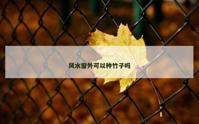 风水窗外可以种竹子吗