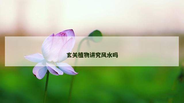 玄关植物讲究风水吗