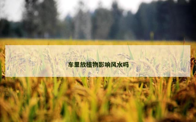 车里放植物影响风水吗