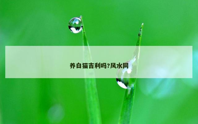 养白猫吉利吗?风水网