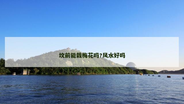 坟前能栽梅花吗?风水好吗