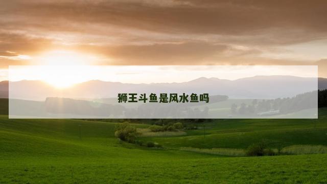 狮王斗鱼是风水鱼吗