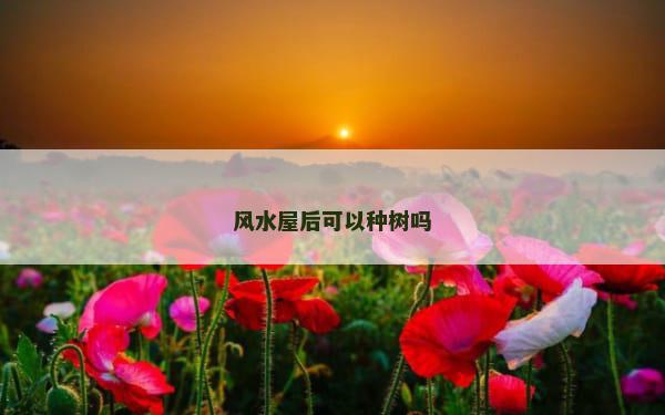 风水屋后可以种树吗