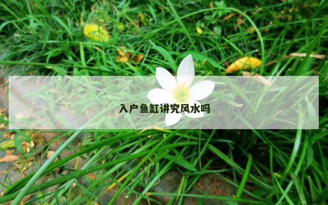 入户鱼缸讲究风水吗