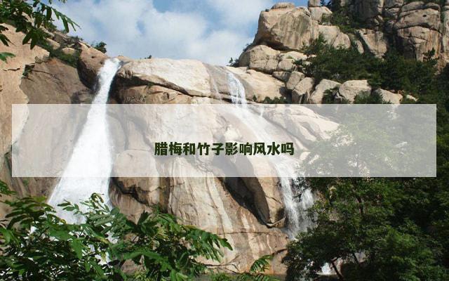 腊梅和竹子影响风水吗