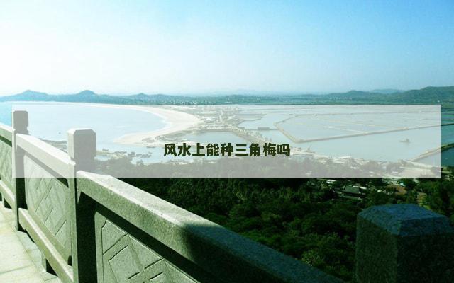 风水上能种三角梅吗