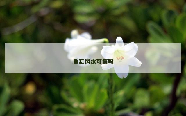 鱼缸风水可信吗
