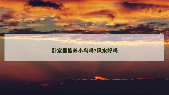 卧室里能养小鸟吗?风水好吗
