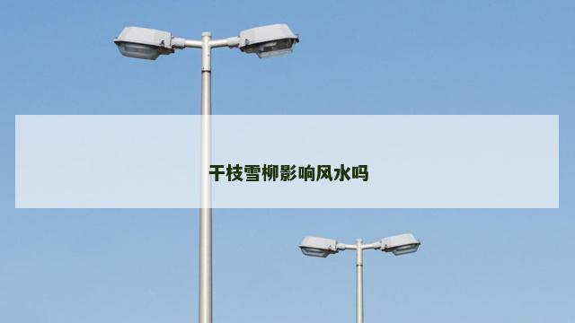 干枝雪柳影响风水吗