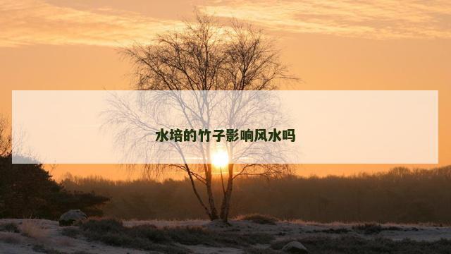 水培的竹子影响风水吗