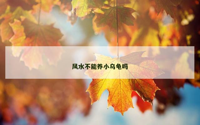 风水不能养小乌龟吗