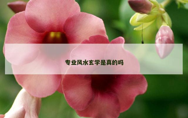 专业风水玄学是真的吗