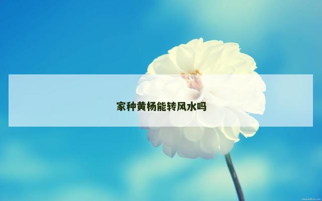 家种黄杨能转风水吗