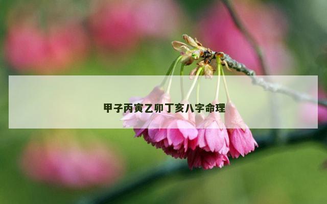 甲子丙寅乙卯丁亥八字命理