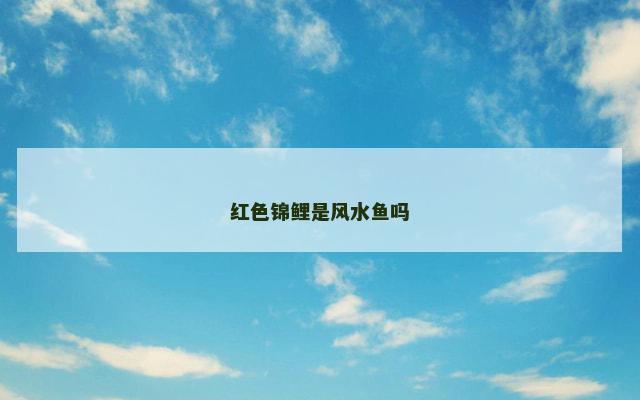 红色锦鲤是风水鱼吗