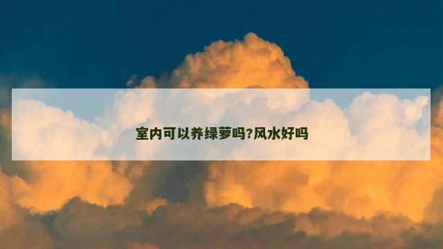 室内可以养绿萝吗?风水好吗