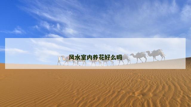 风水室内养花好么吗