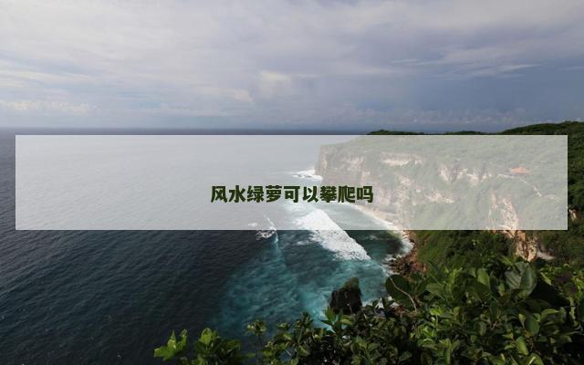 风水绿萝可以攀爬吗