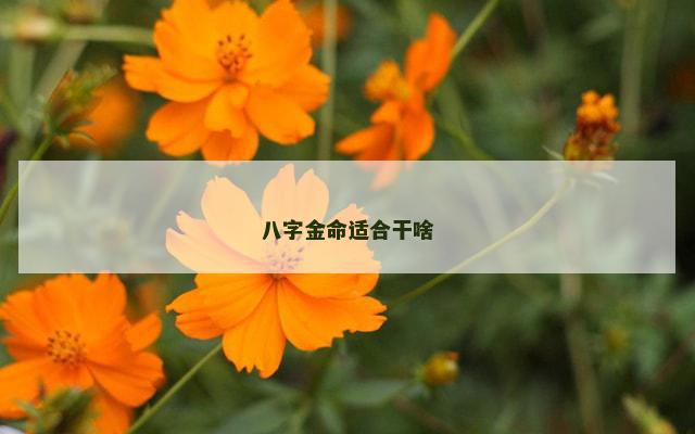八字金命适合干啥