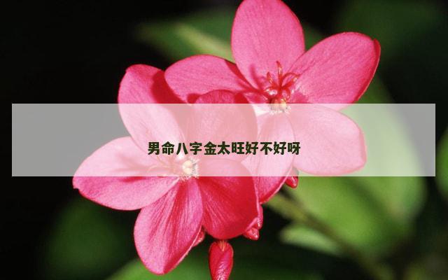 男命八字金太旺好不好呀