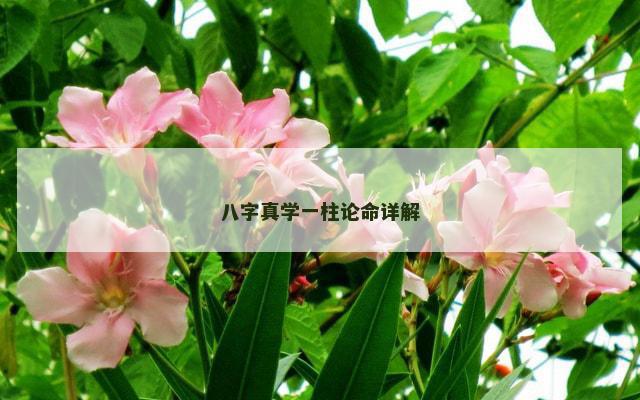 八字真学一柱论命详解