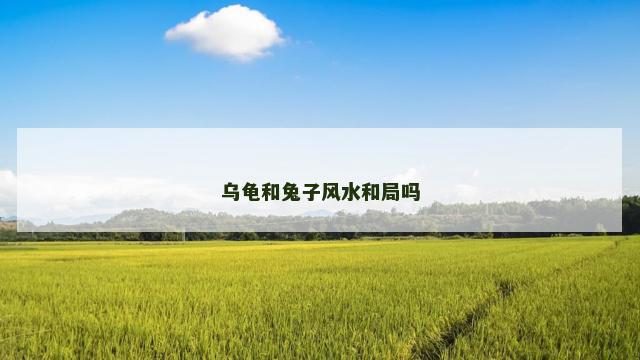 乌龟和兔子风水和局吗