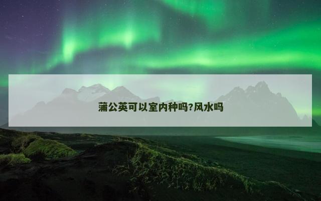 蒲公英可以室内种吗?风水吗