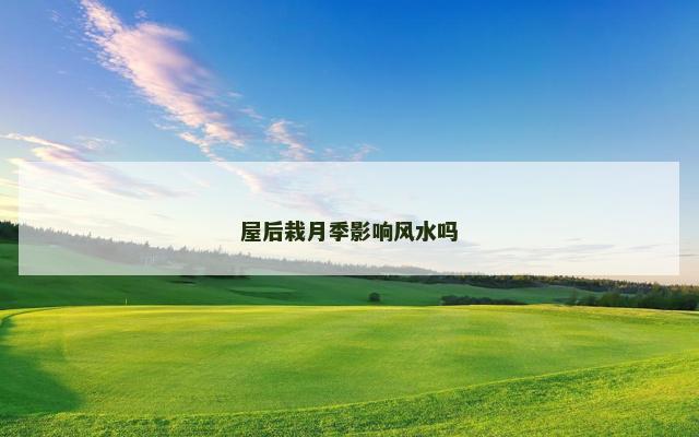 屋后栽月季影响风水吗