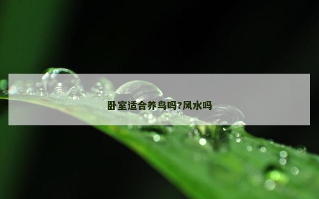 卧室适合养鸟吗?风水吗