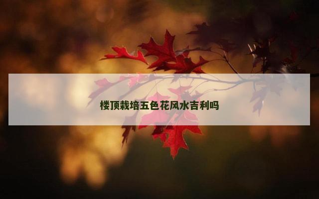 楼顶栽培五色花风水吉利吗