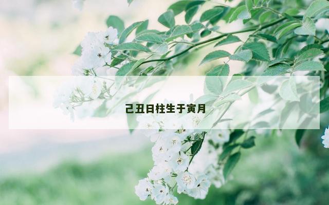 己丑日柱生于寅月